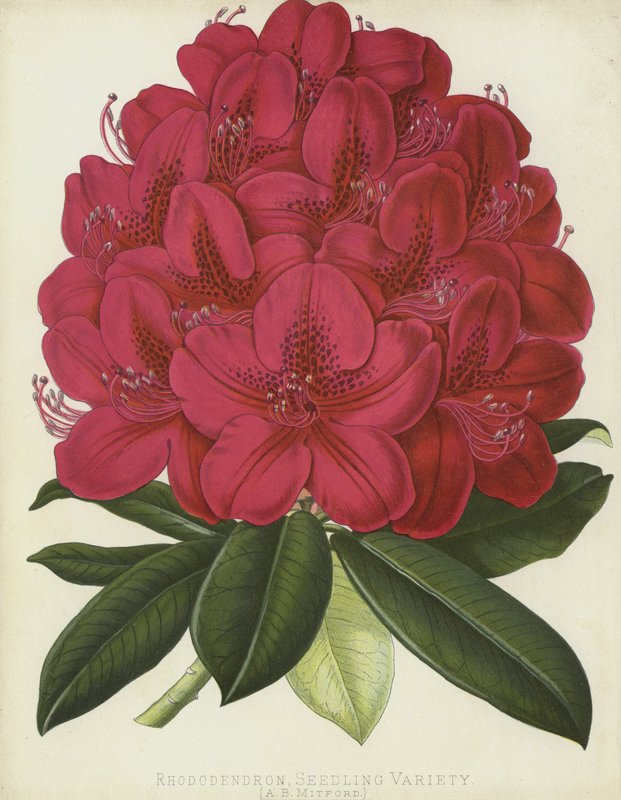 Rhododendron, fröplanta, A B Mitford av English School
