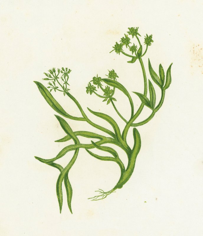 Samphire, Crithmum Maritimum av English School