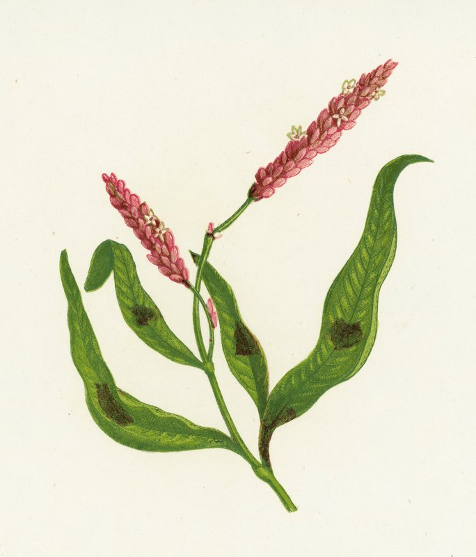 Fläckig Persicaria, Polygonum Persicaria av English School