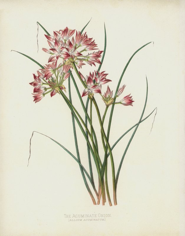 Den Acuminate Löken, Allium Acuminatum av English School