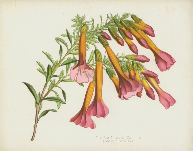 The Box-Leaved Cantua, Cantua Buxifolia av English School