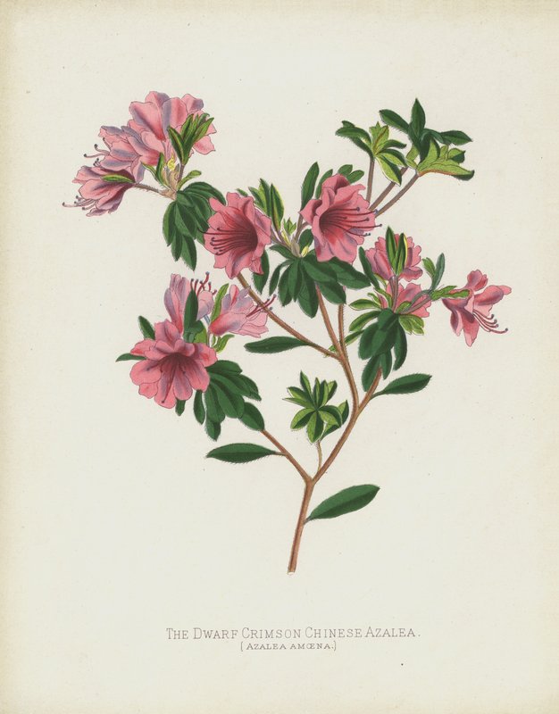 Den dvärgröda kinesiska Azalea, Azalea Amoena av English School