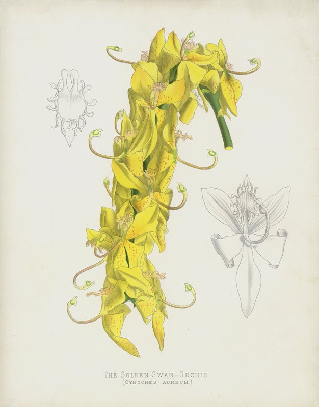 The Golden Swan-Orchis, Cycnoches Aureum av English School