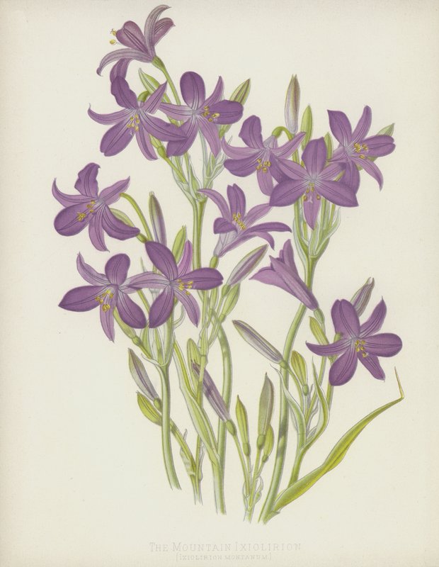 Berget Ixiolirion, Ixiolirion Montanum av English School