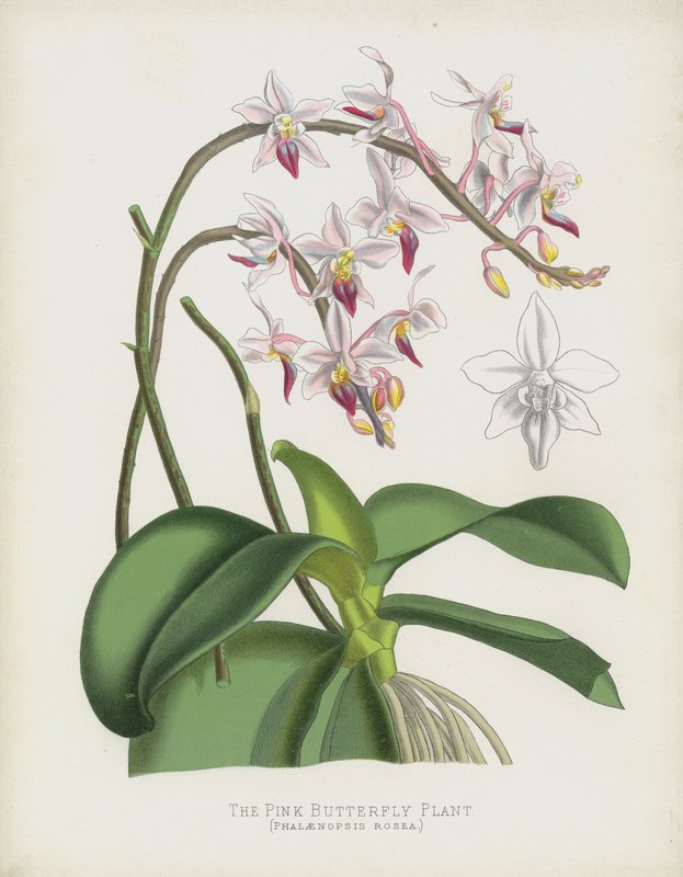 Den rosa fjärilsväxten, Phalaenopsis Rosea av English School