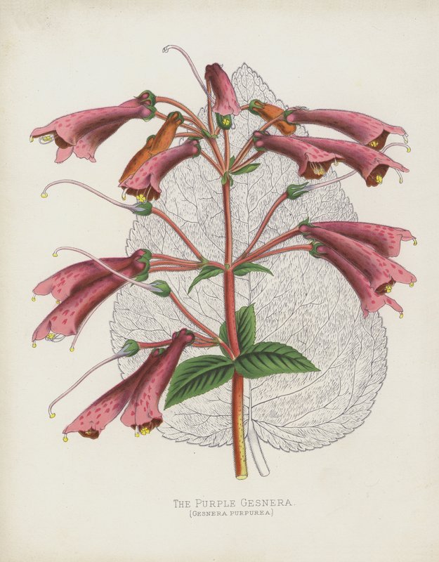 The Purple Gesnera, Gesnera Purpurea av English School