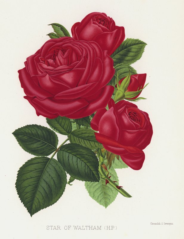 Rose Garden: Star of Waltham, HP av English School