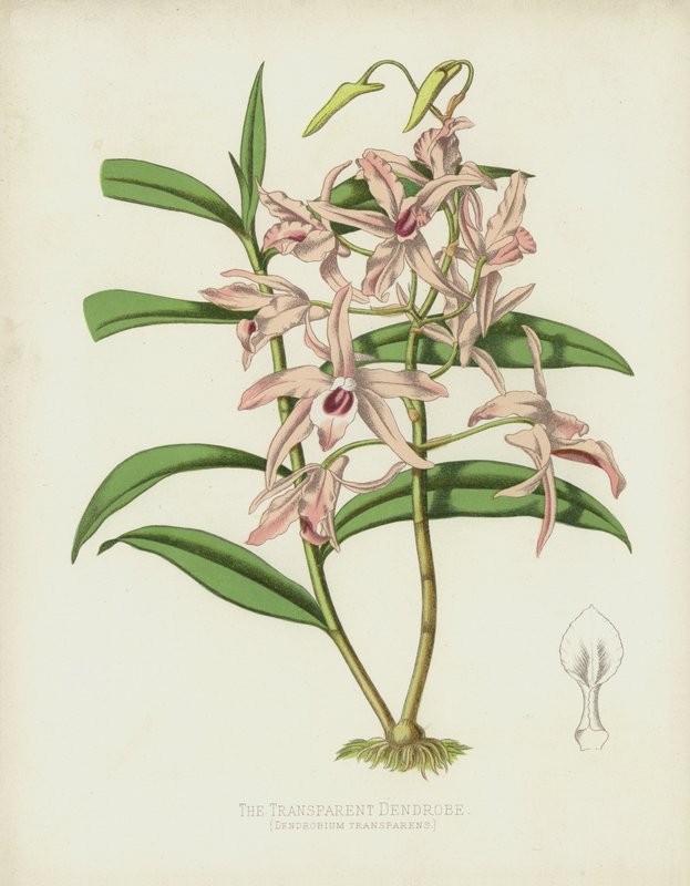 Transparent Dendrobe, Dendrobium Transparens av English School