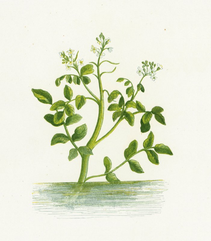 Vattenkrasse, Nasturtium Officinale av English School