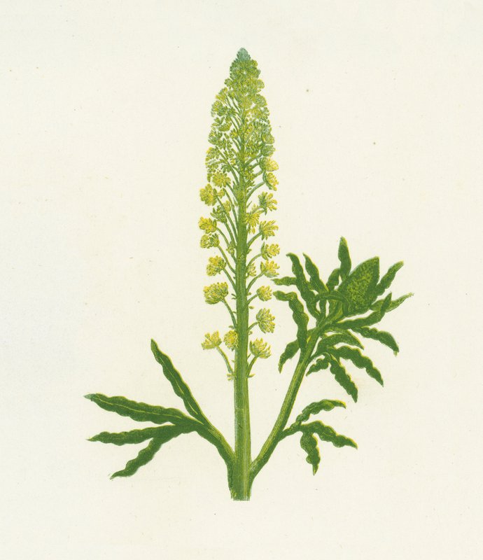 Wild Mignonette, Reseda Lutea av English School