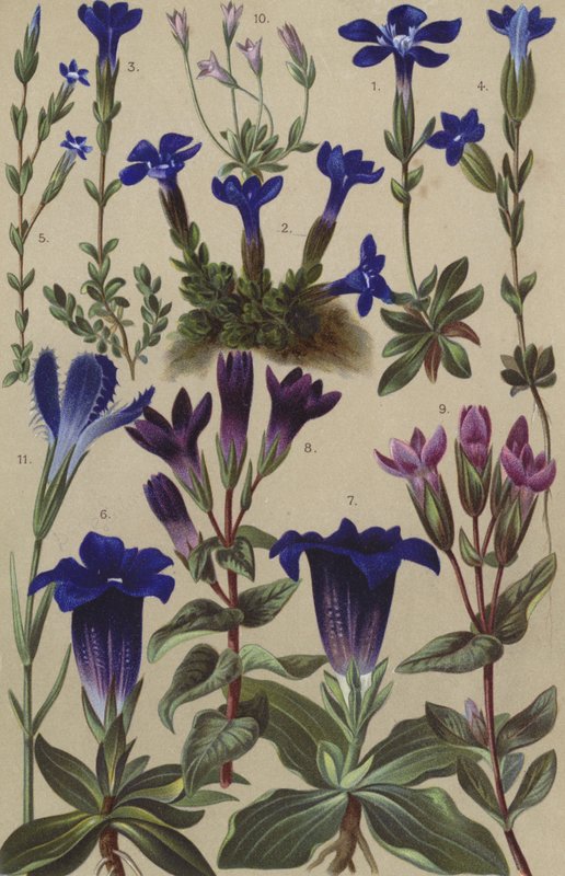 Alpin flora av European School