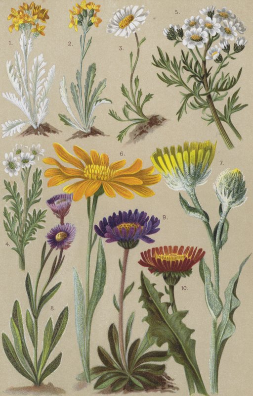 Alpin flora av European School