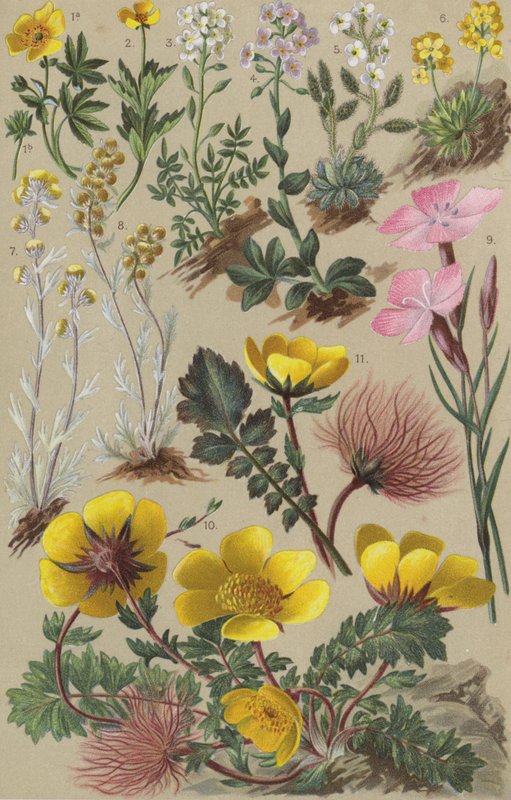 Alpin flora av European School
