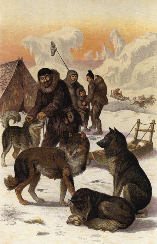 Eskimohund av European School