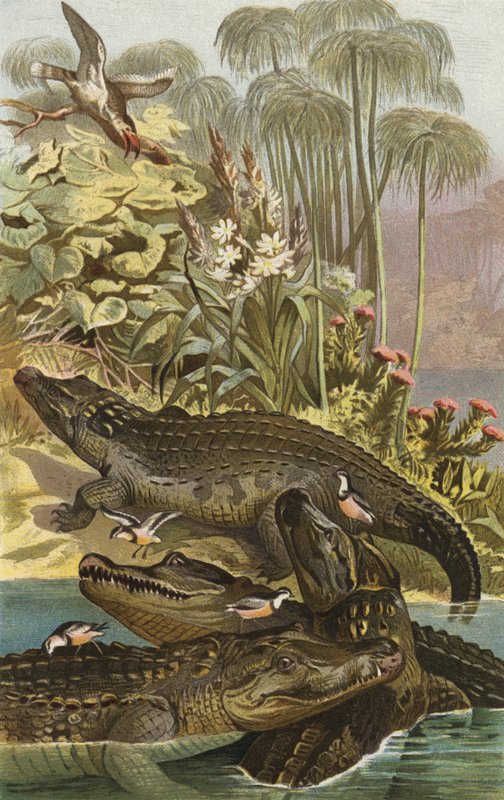 Nilkrokodil av European School