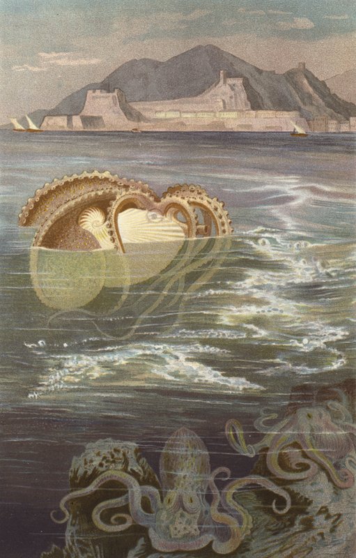 Papper-Nautilus av European School