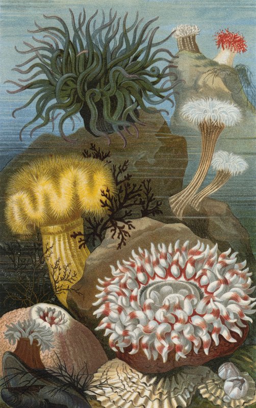 Seeanemonen av European School