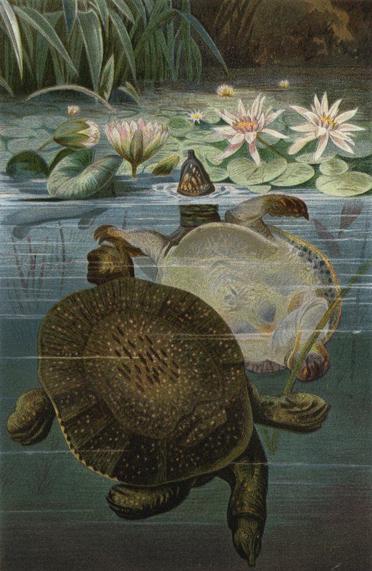 softshell sköldpadda av European School