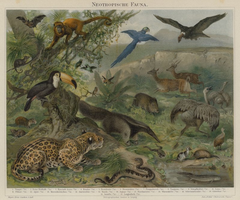 Neotropisk fauna av German School