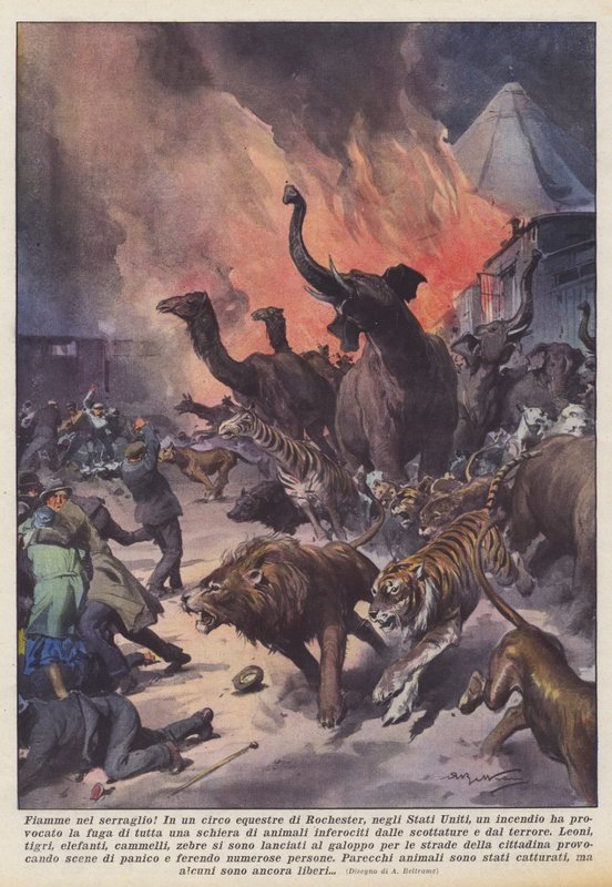 Lågor i menageriet! av Achille Beltrame