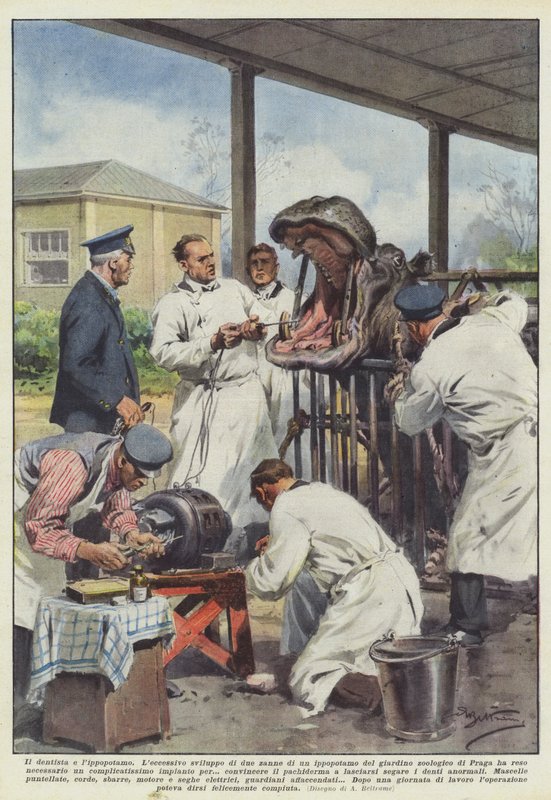 Tandläkaren och flodhästen av Achille Beltrame