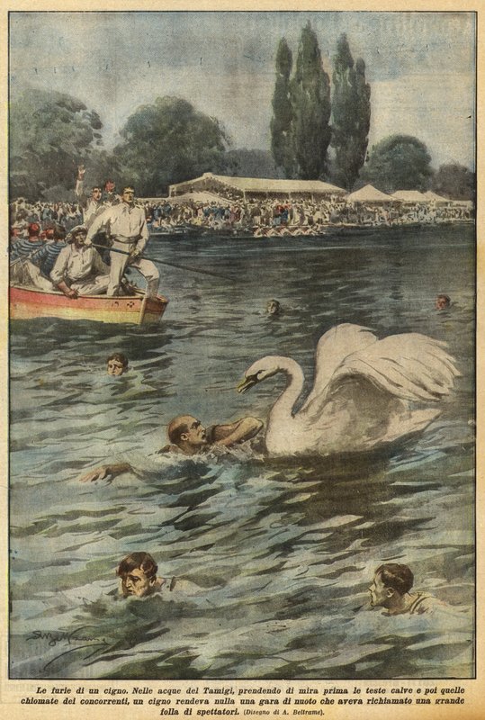 En svans raseri av Achille Beltrame
