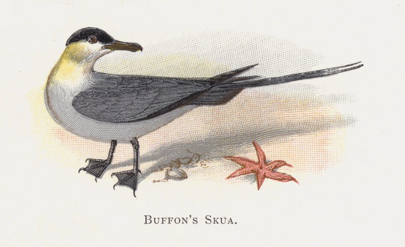Buffons Skua av Alexander Francis Lydon