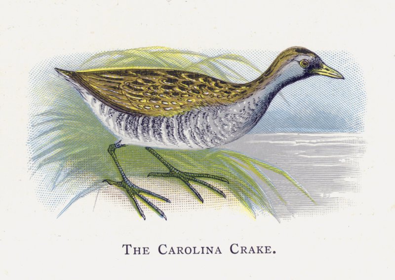 Carolina Crake av Alexander Francis Lydon
