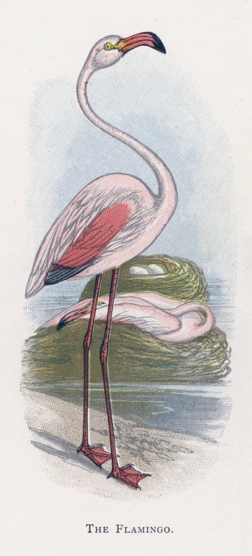 Flamingon av Alexander Francis Lydon