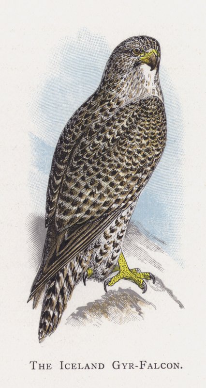 Den isländska Gyr-falken av Alexander Francis Lydon