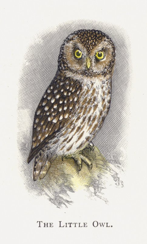 Den lilla ugglan av Alexander Francis Lydon