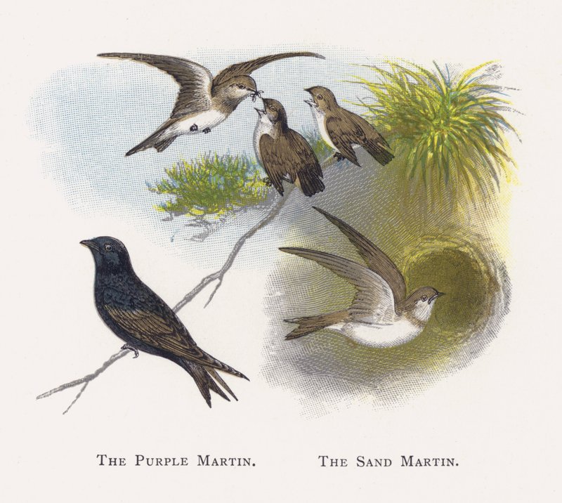 The Purple Martin, The Sand Martin av Alexander Francis Lydon