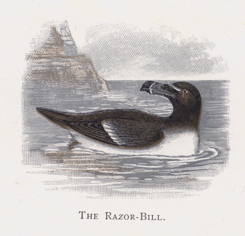 Razor-Bill av Alexander Francis Lydon
