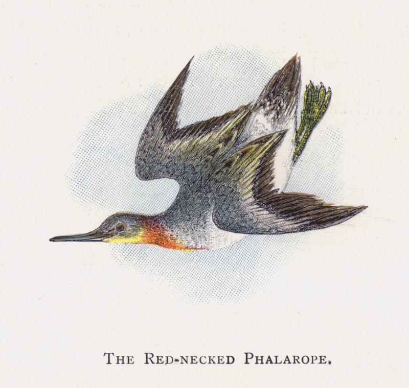 Den rödhalsade Phalarope av Alexander Francis Lydon