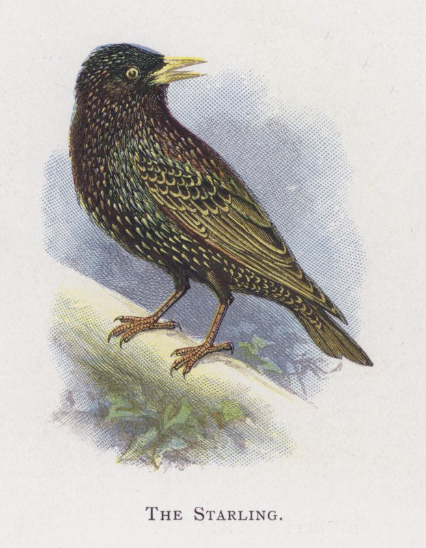 Starling av Alexander Francis Lydon