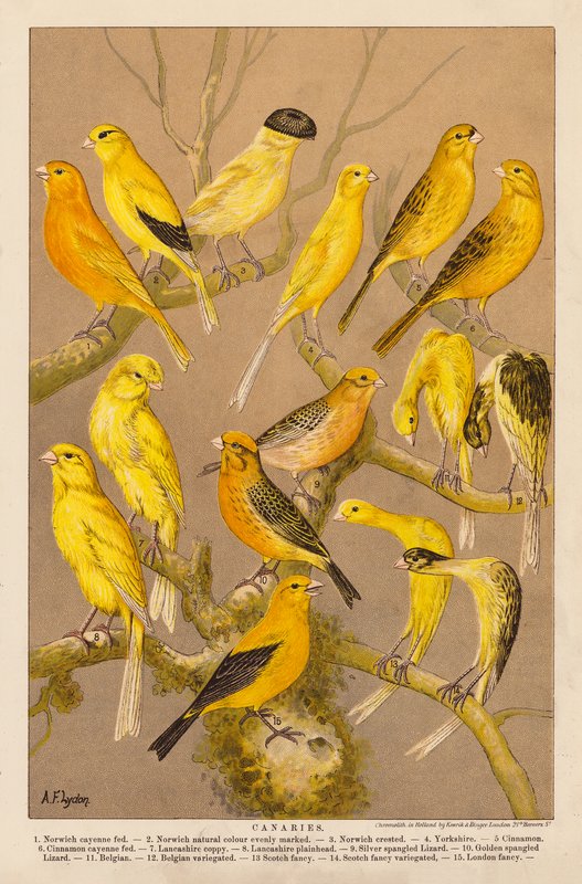 Kanariefåglar (chromolitho) av Alexander Francis (after) Lydon