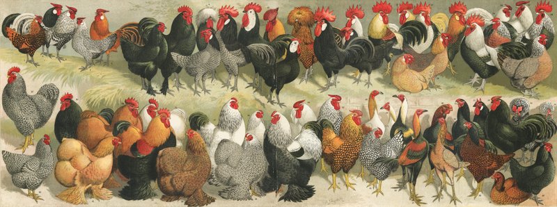 Fowlswed av Alexander Francis Lydon