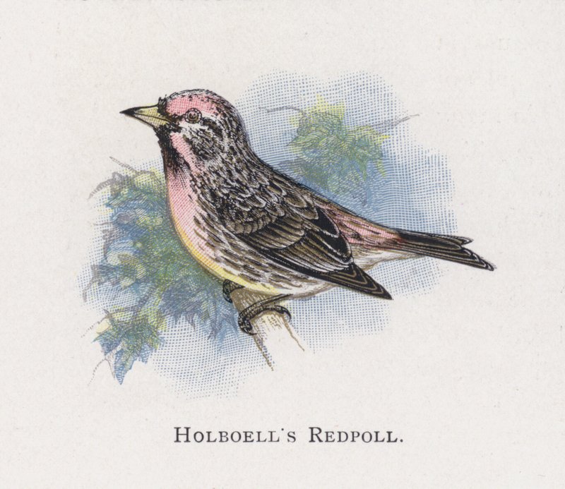 Holboells Redpoll av Alexander Francis Lydon