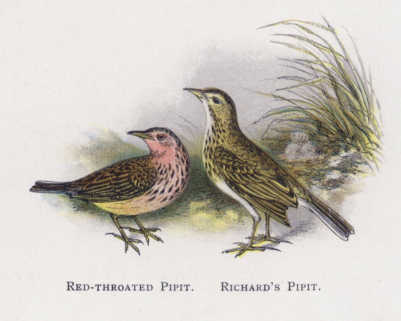 Rödstrupig pippipare, Richards pippipare av Alexander Francis Lydon