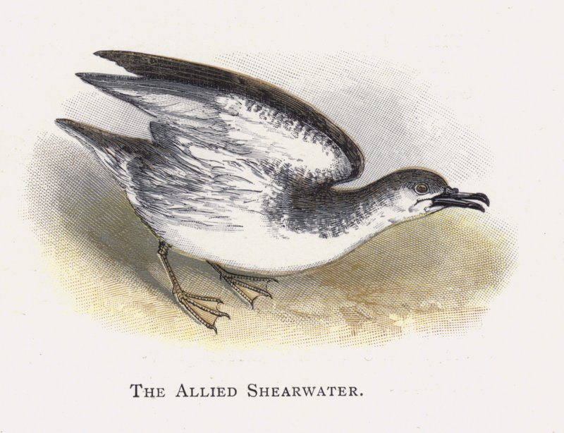 Den allierade shearwater av Alexander Francis Lydon