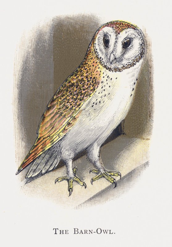 Barnugglan av Alexander Francis Lydon