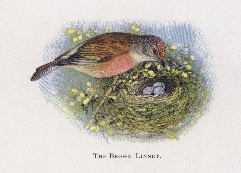 Det bruna linnet av Alexander Francis Lydon