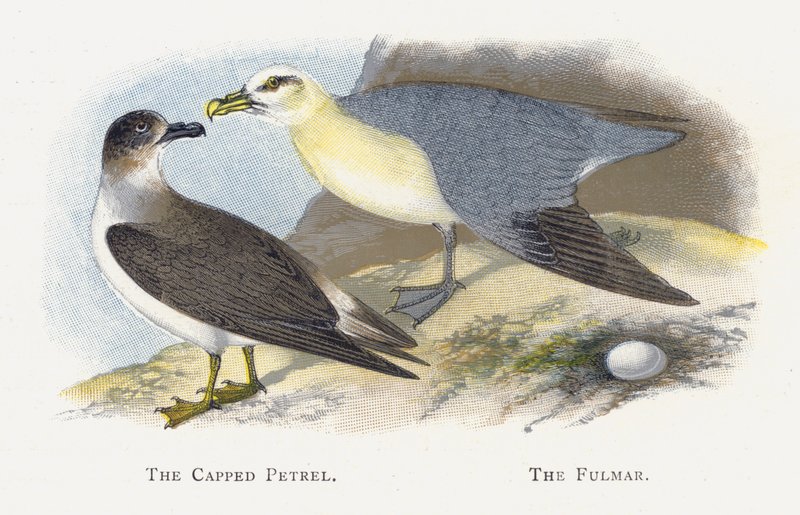 Capped Petrel, The Fulmar av Alexander Francis Lydon