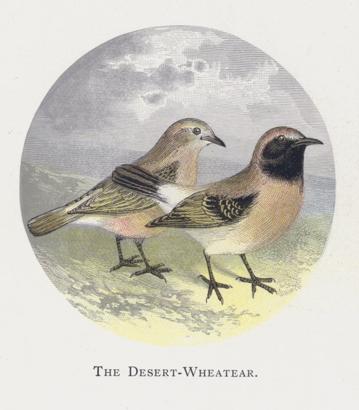 Desert-Wheatear av Alexander Francis Lydon