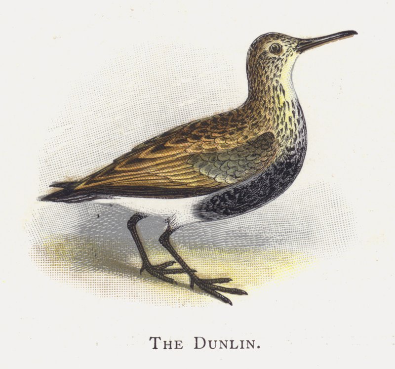 The Dunlin av Alexander Francis Lydon