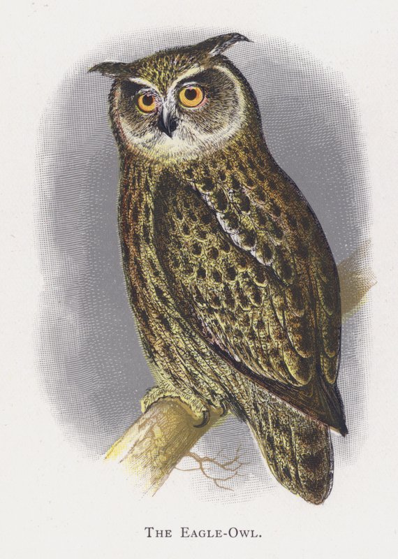 Örnugglan av Alexander Francis Lydon