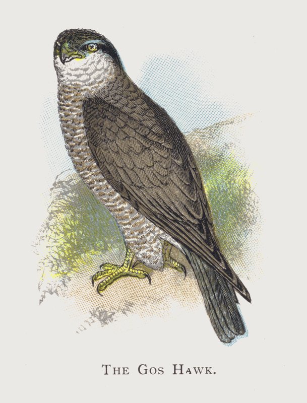 Gos Hawk av Alexander Francis Lydon