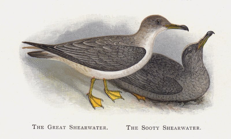 The Great Shearwater, The Sooty Shearwater av Alexander Francis Lydon