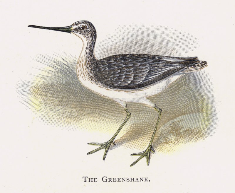 Greenshank av Alexander Francis Lydon