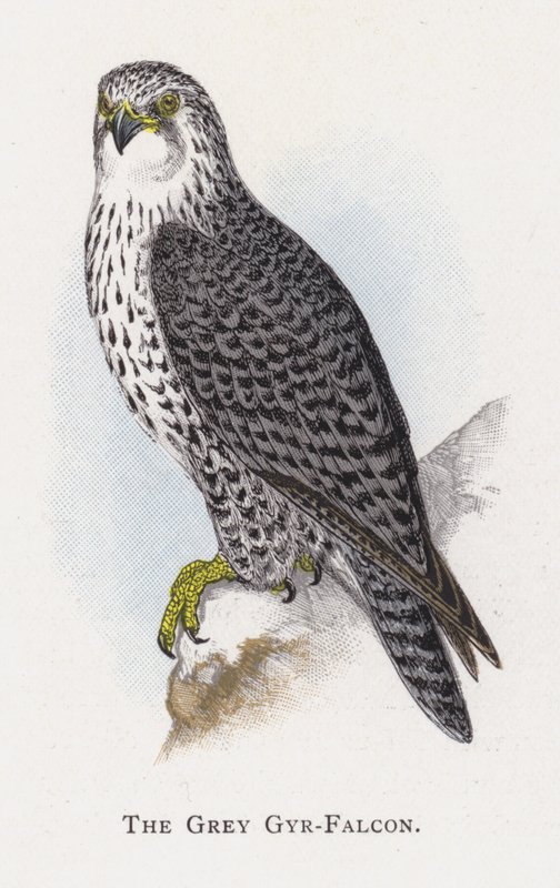 Den grå Gyr-falken av Alexander Francis Lydon